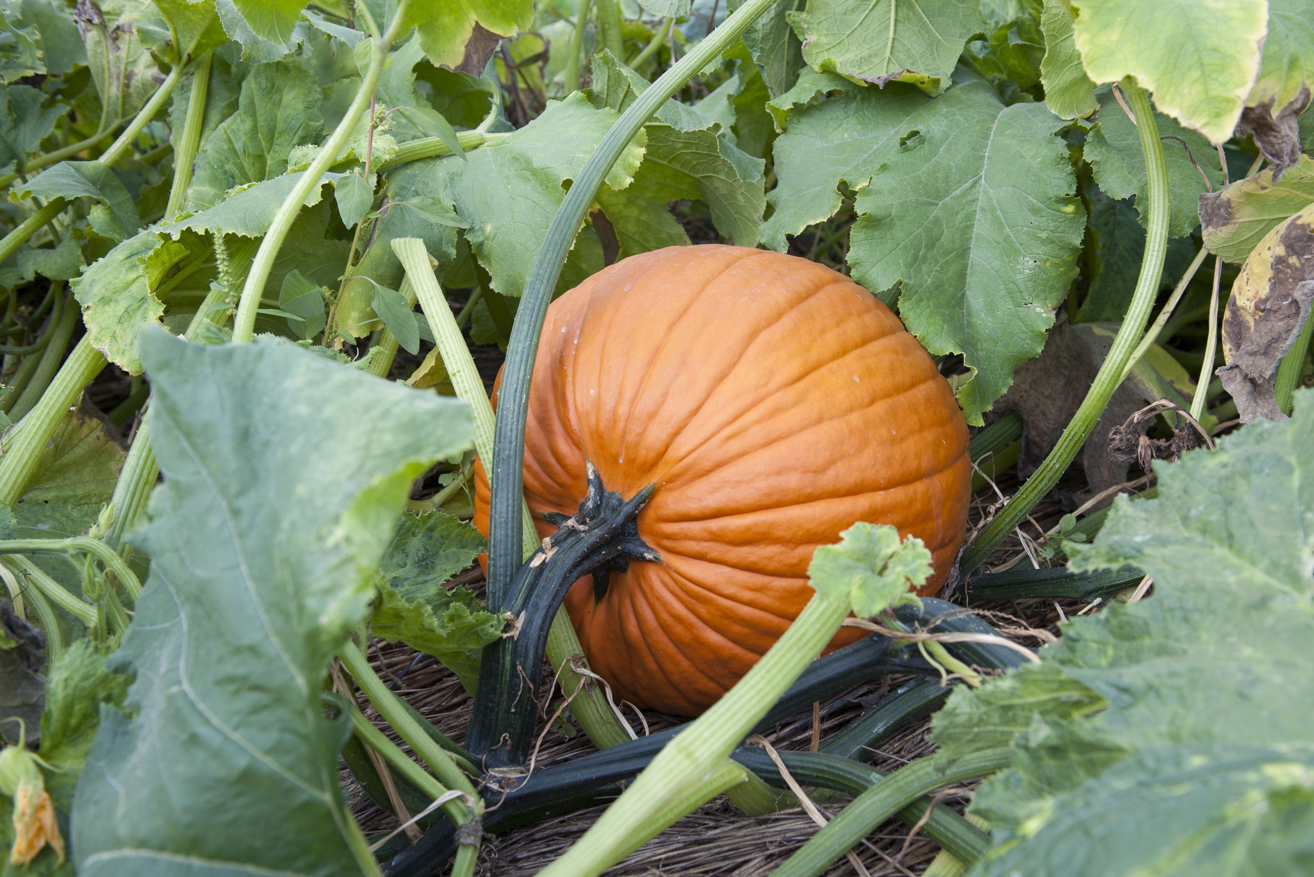 How to Tell Pumpkin Plant from Squash