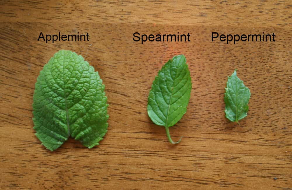 How to Tell the Difference between Mint Plants