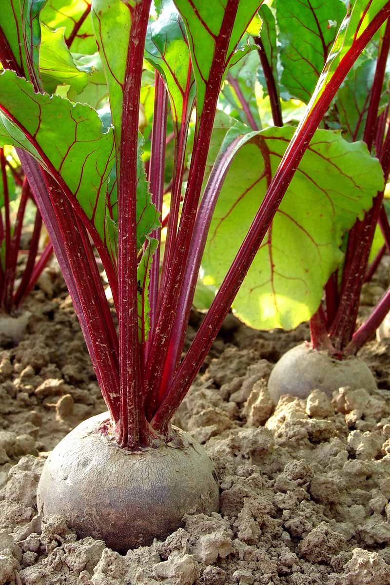 How to Tell When Beets are Ready to Harvest