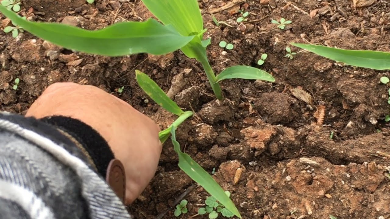 How to Thin Corn