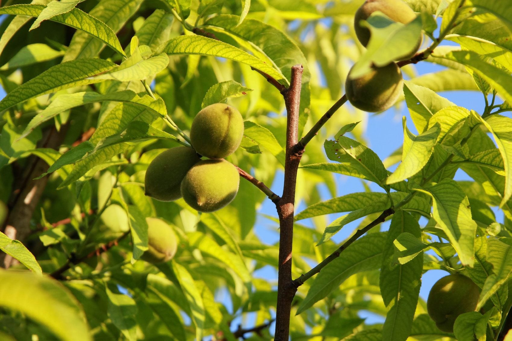 How to Thin Peach Trees in Garden