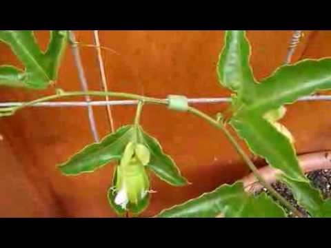 How to Train Passionfruit Vine