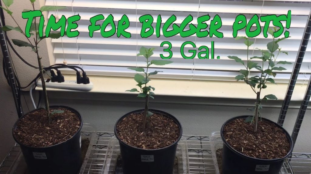 How to Transplant a Apple Tree Step by Step Guide (2024)