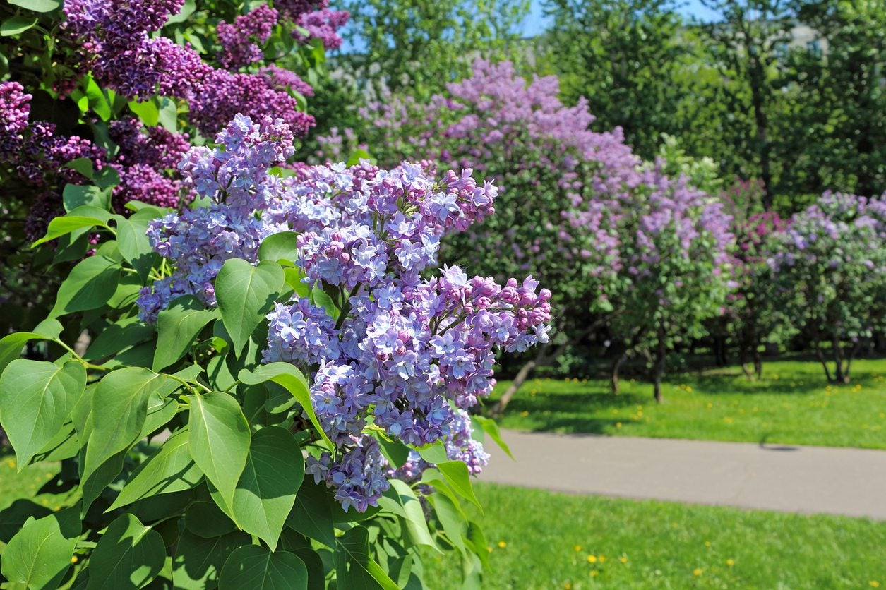 How to Transplant a Lilac Tree