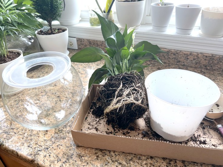 How to Transplant a Peace Lily into Water