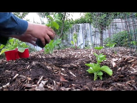 How to Transplant Ashwagandha