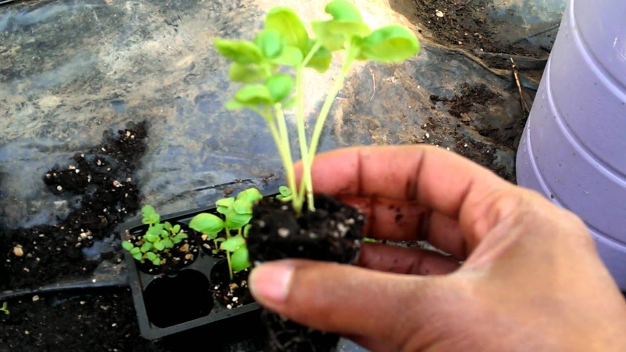 How to Transplant Basil Seedlings