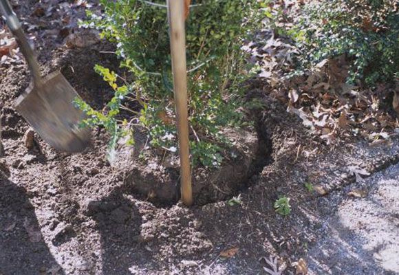 How to Transplant Boxwood