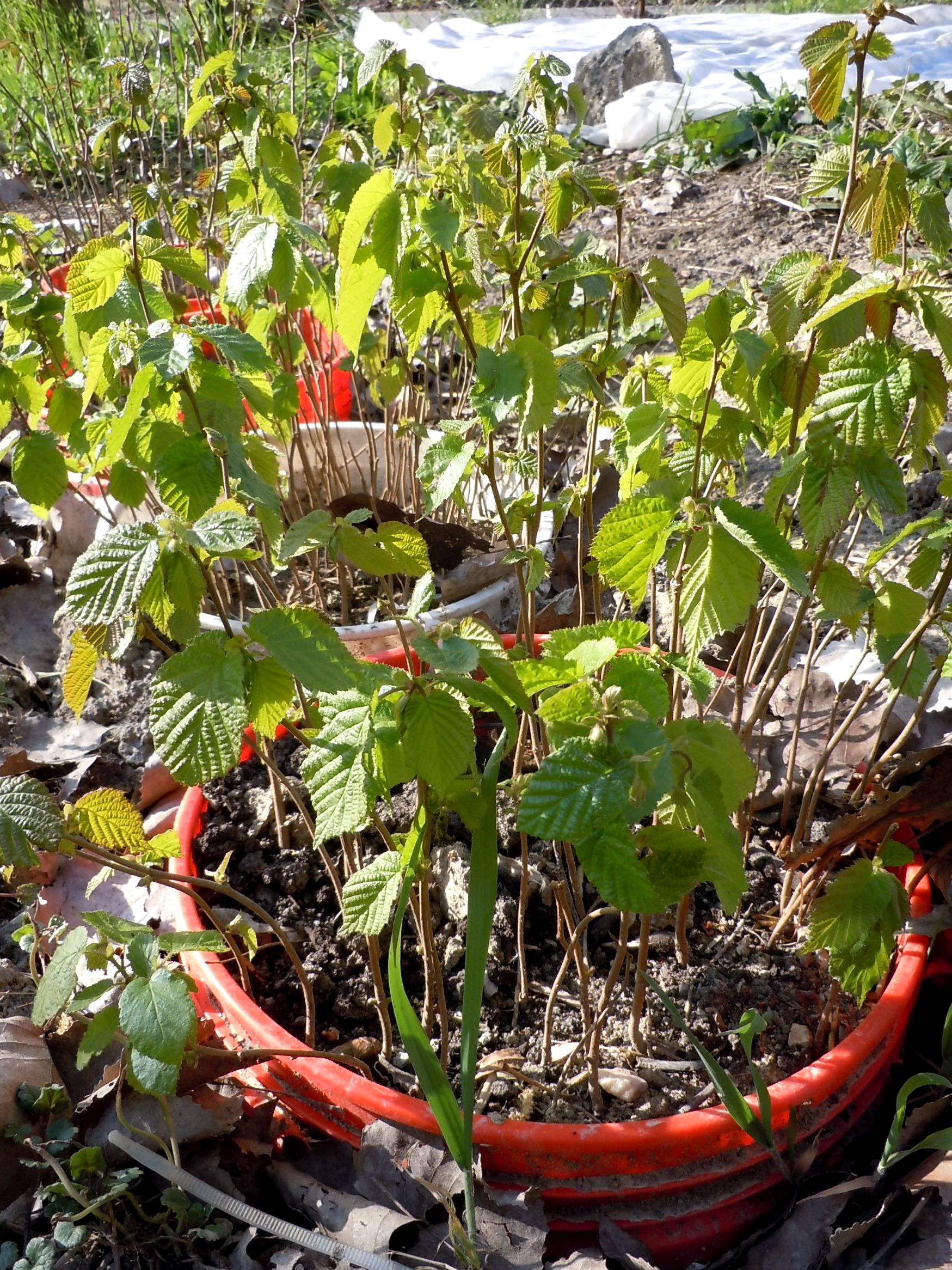 How to Transplant Hazelnut Tree