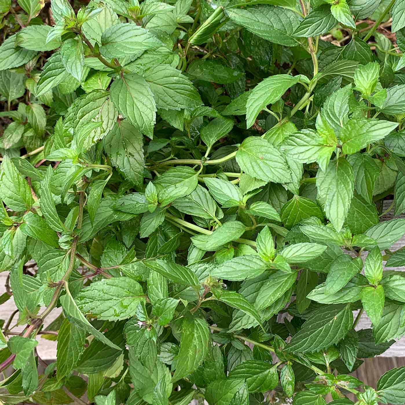 How to Transplant Mint Plants