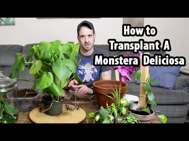 How to Transplant Monstera