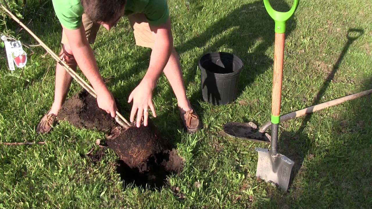 How to Transplant Pear Trees