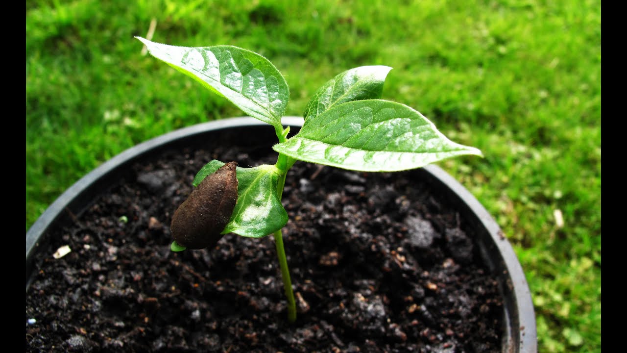 How to Transplant Persimmon from Seed