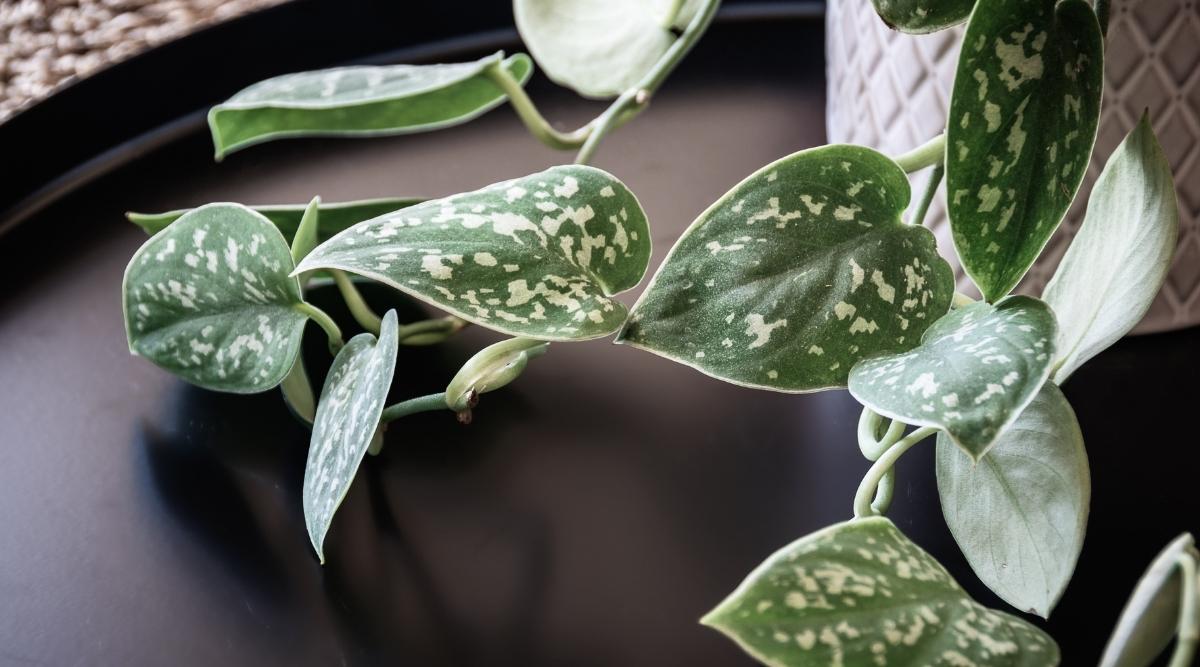 How to Transplant Silver Pothos