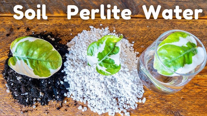 How to Transplant to Perlite