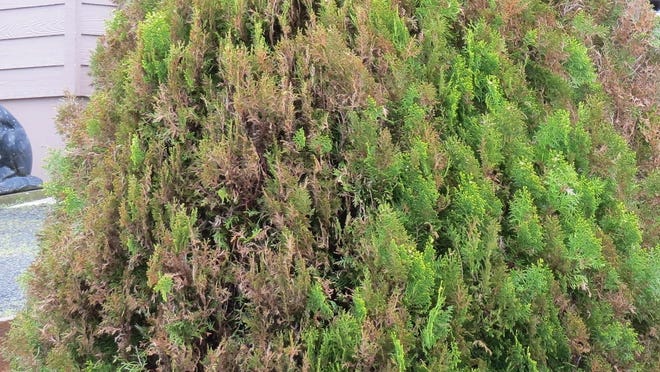 How to Treat Arborvitae Diseases