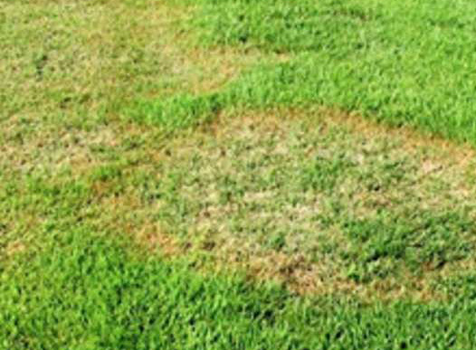 How to Treat Brown Patch in Zoysia Grass