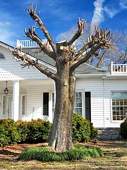 How to Trim a Pine Tree Without Killing It