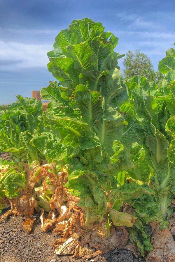 How to Trim Bolted Lettuce