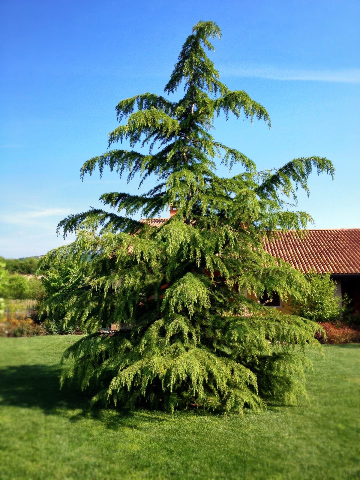 How to Trim Cedar Tree