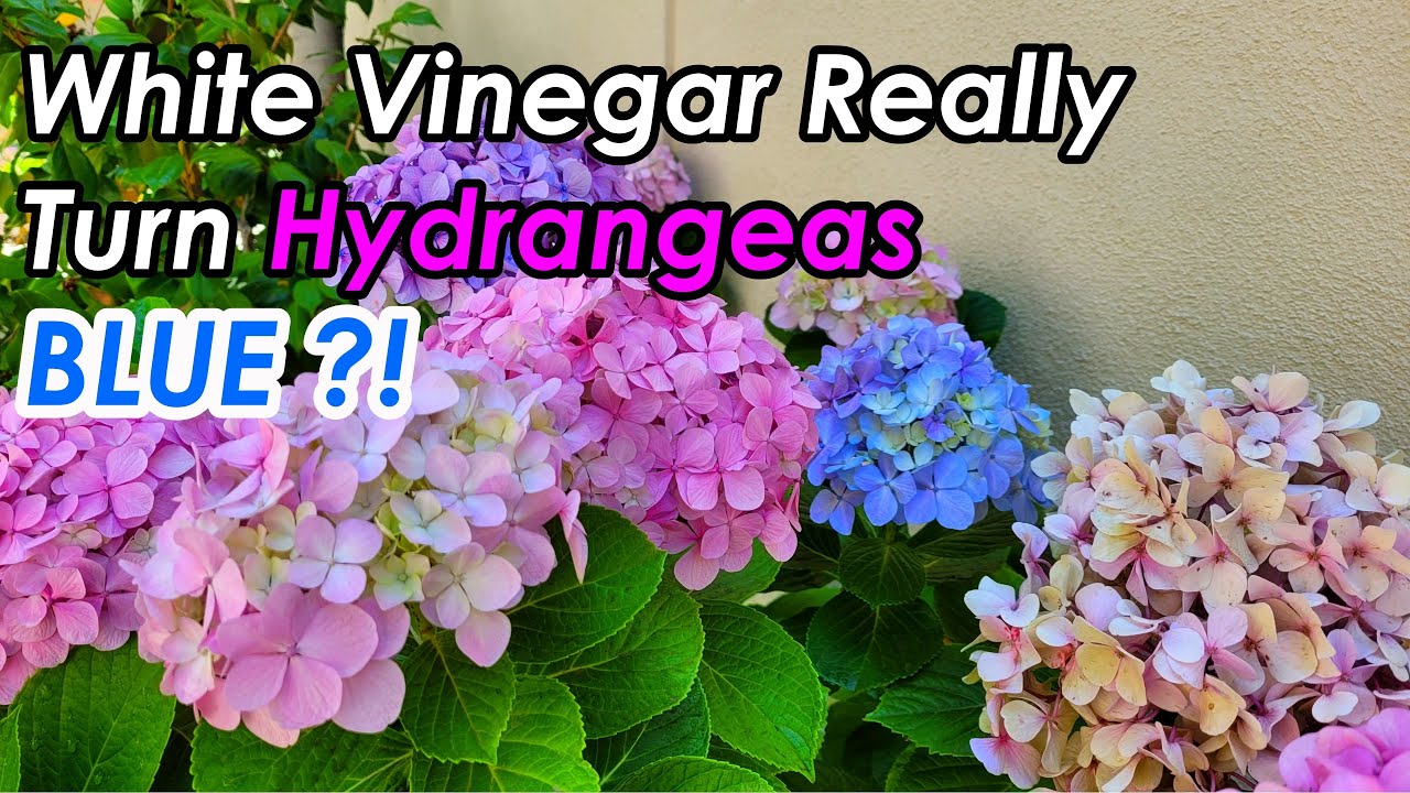 How to Turn Hydrangeas Blue With Vinegar