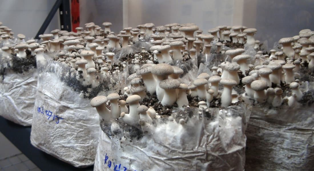 How to Use a Mushroom Grow Bag