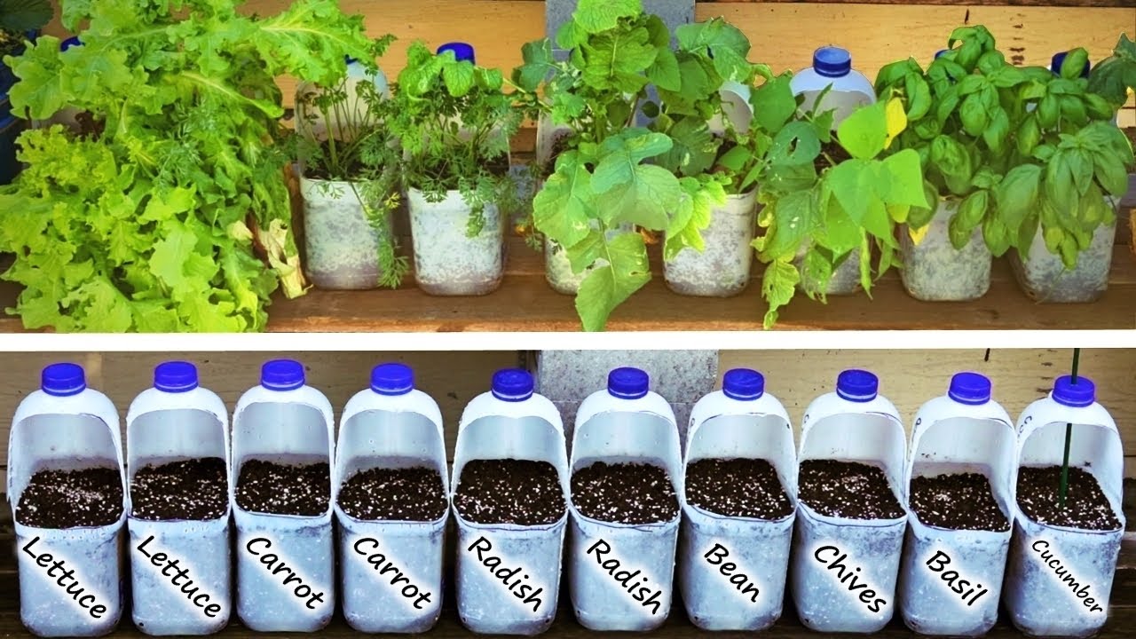 How to Use Milk Jugs to Grow Plants