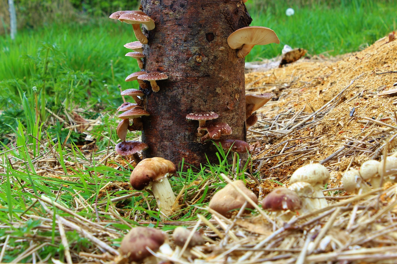 How to Use Mushroom Plugs