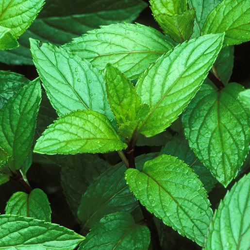 How to Use Peppermint Oil for Plants