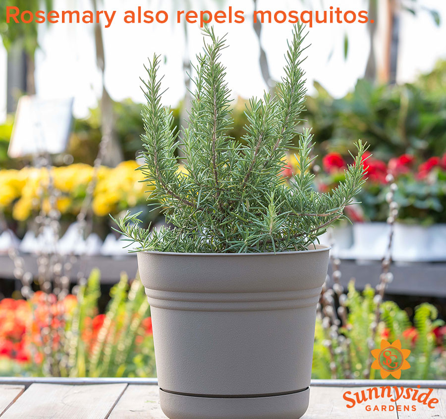 How to Use Rosemary to Repel Mosquitoes