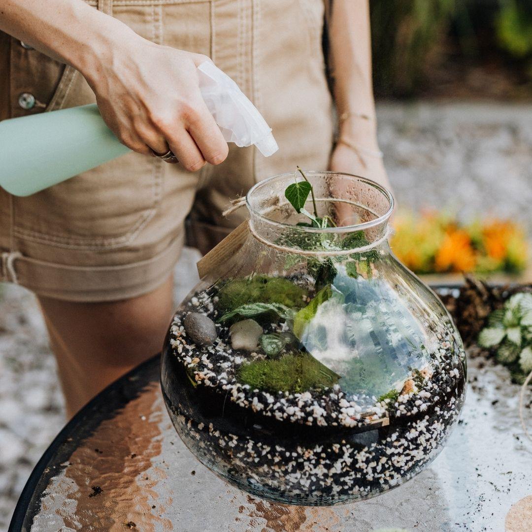 How to Water a Terrarium