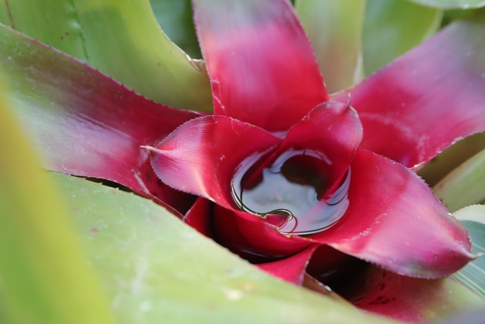 How to Water Bromeliad