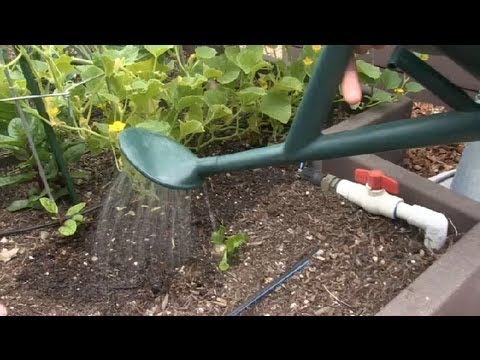 How to Water Cucumber Plants