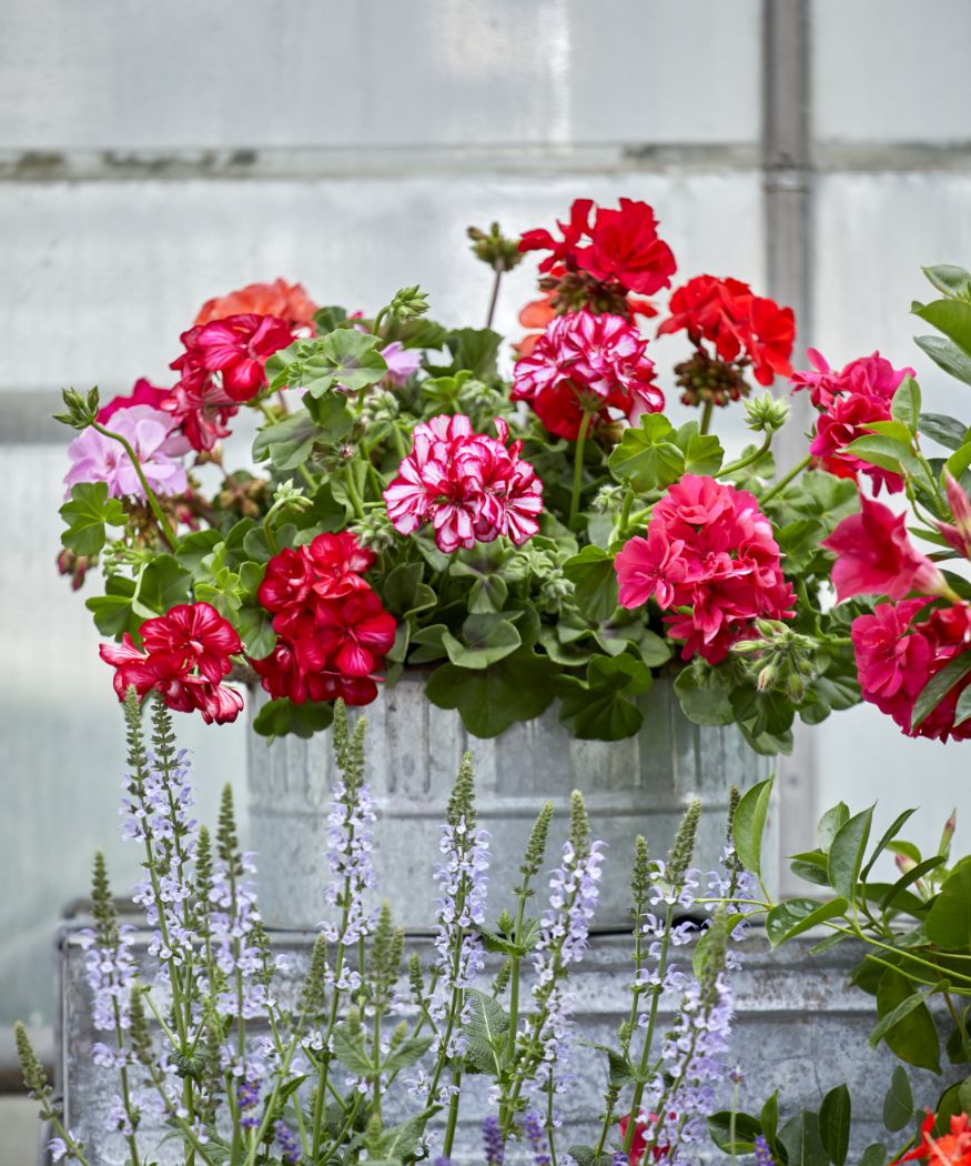 How to Water Geraniums