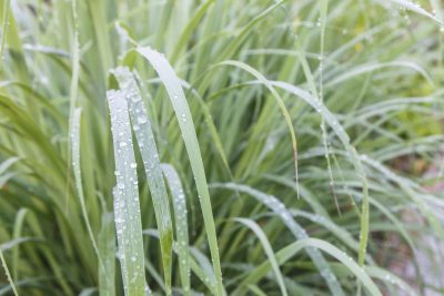 How to Water Lemongrass