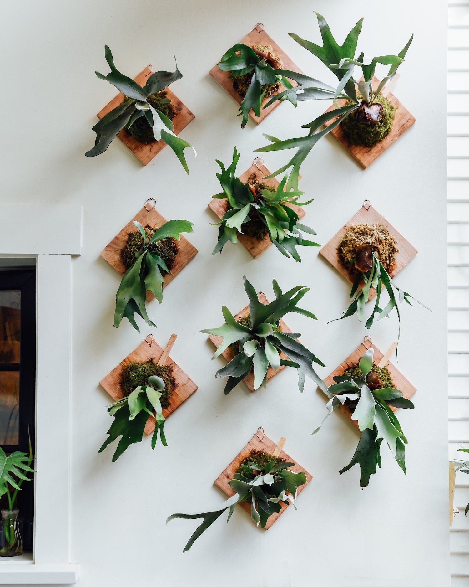 How to Water Mounted Staghorn Fern