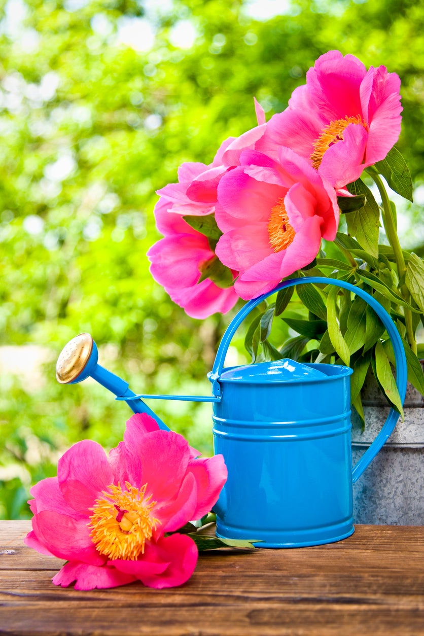 How to Water Peonies