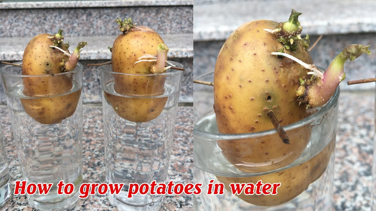 How to Water Potatoes