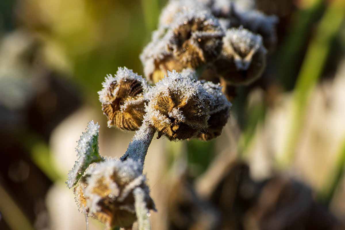 How to Winterize Hollyhocks