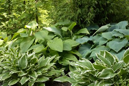 How to Winterize Hostas in Ground