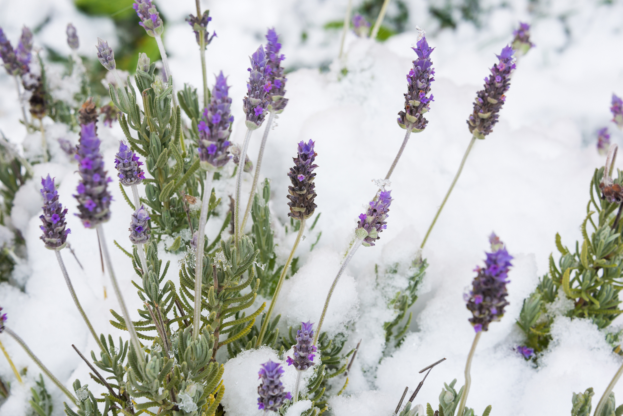 How to Winterize Lavender