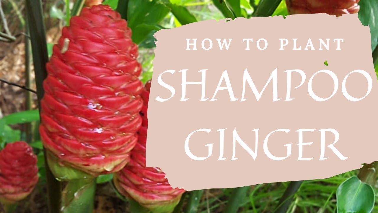 How to Repot Shampoo Ginger