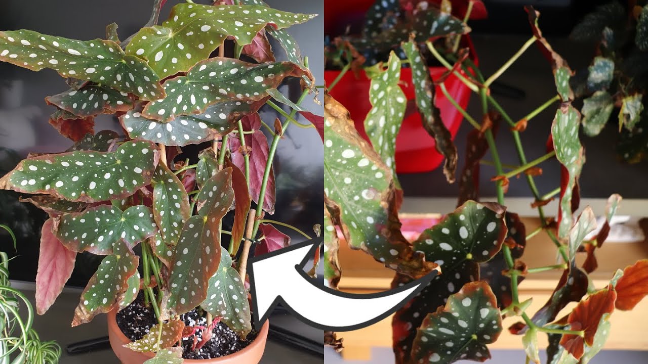 How to Repot Spotted Begonia