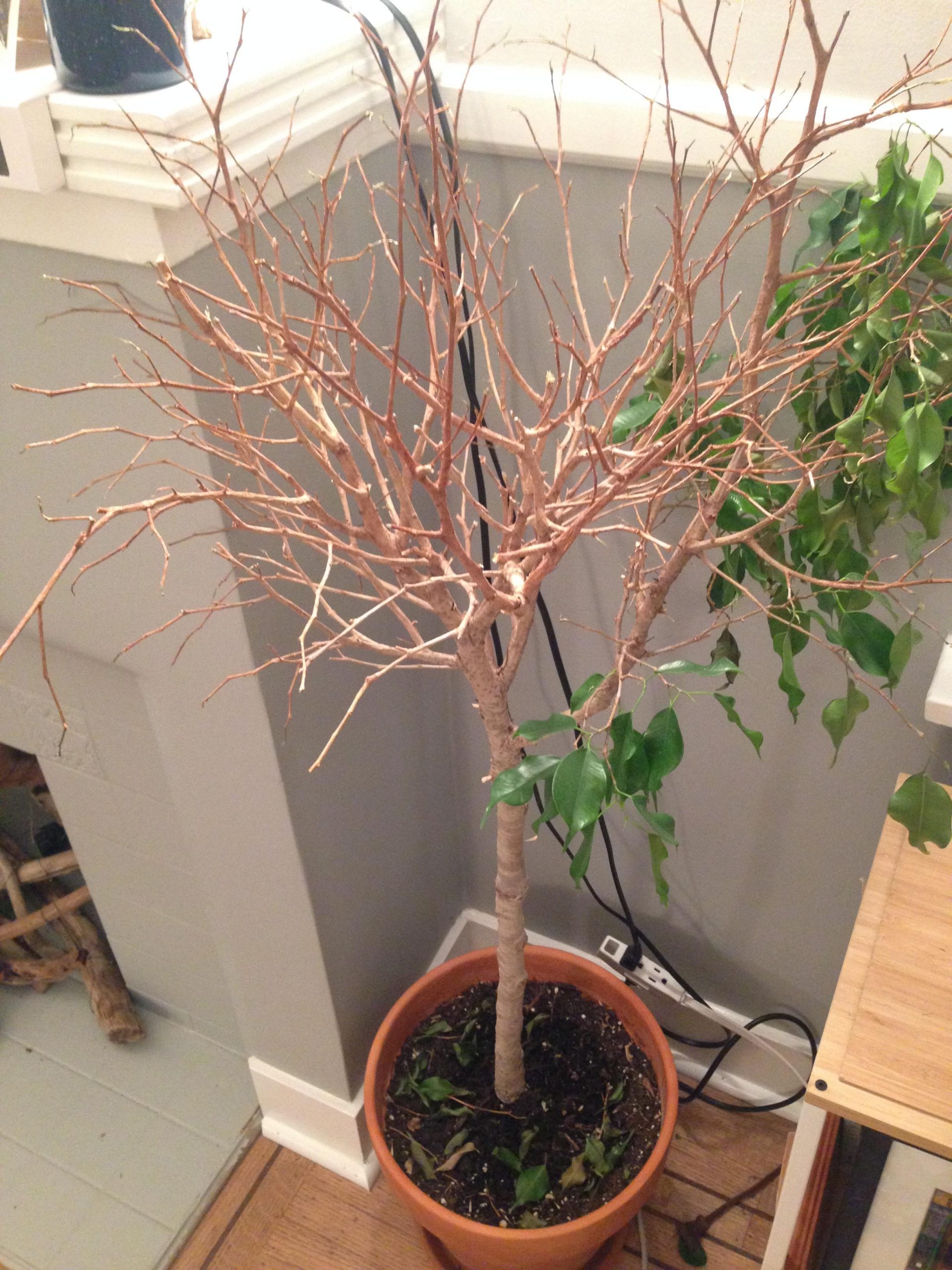 How to Save a Dying Ficus Tree