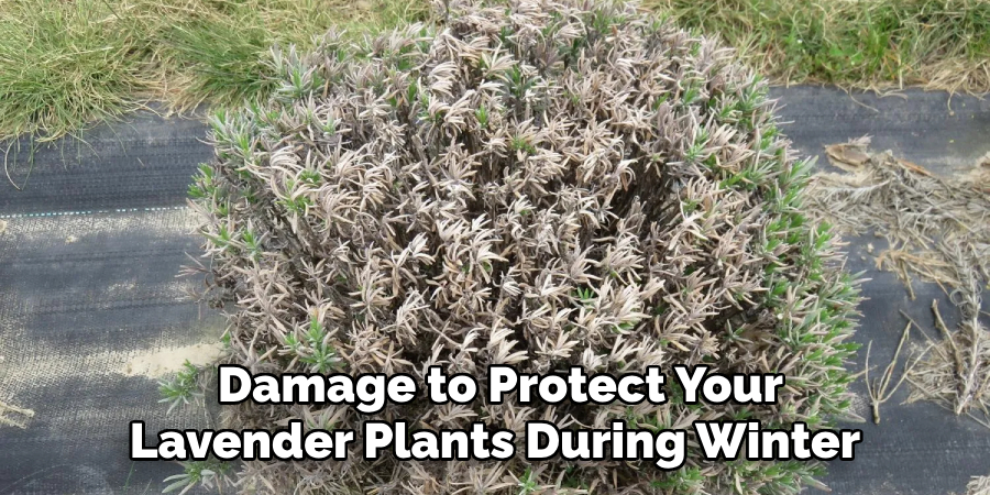 Damage to Protect Your Lavender Plants During Winter