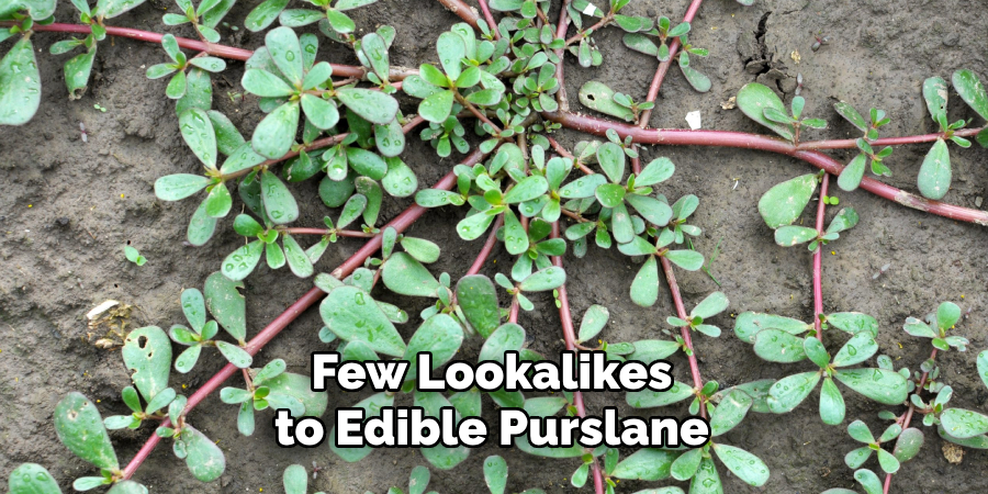 Few Lookalikes to Edible Purslane