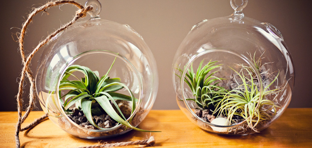 How to Decorate With Air Plants