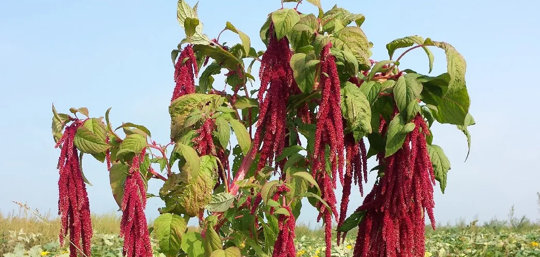 How to Harvest Amaranth Seeds