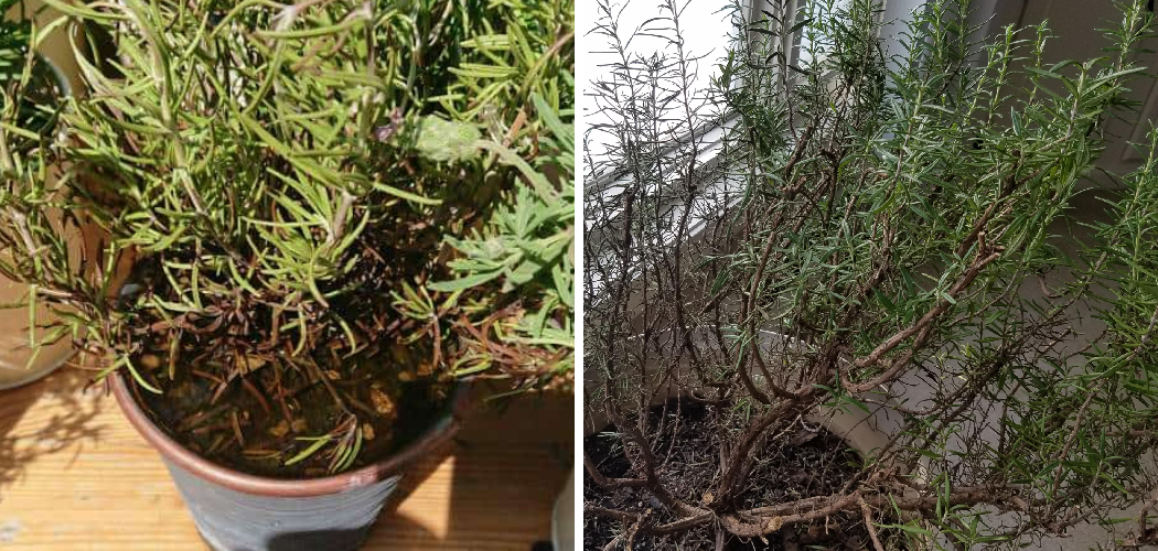 How to Know If Rosemary is Dying