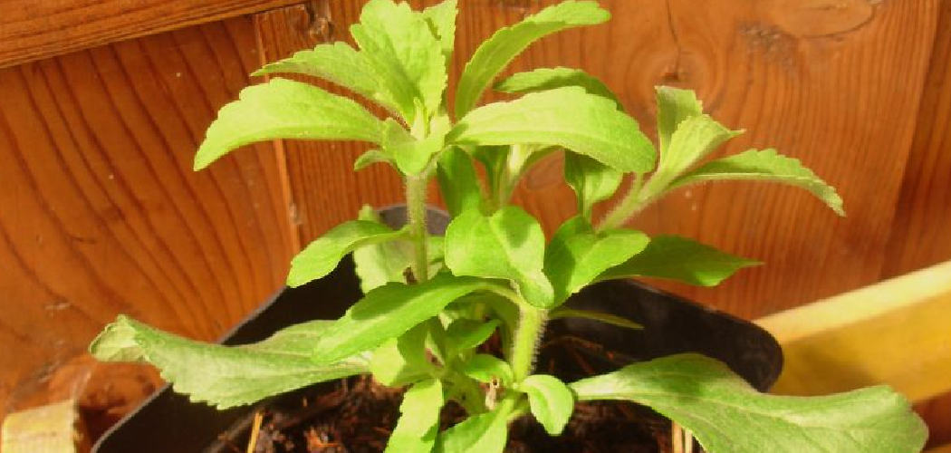 How to Propagate Stevia